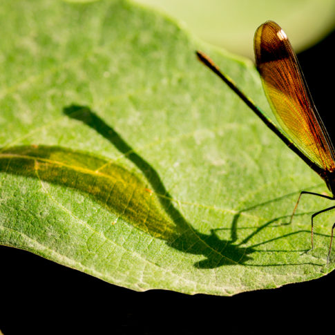 Libellule, Insects, Insecte, Macro, Canon, Frédéric Bonnaud, FredB Art, Photo, Photographer, France