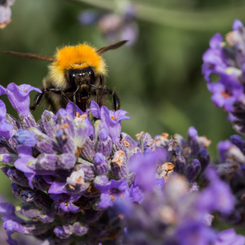 Abeille, Lavande, Insects, Insecte, Macro, Canon, Frédéric Bonnaud, FredB Art, Photo, Photographer, France