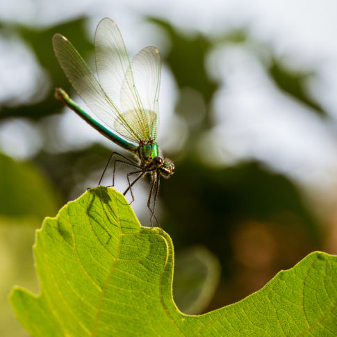 Libellule, Insects, Insecte, Macro, Canon, Frédéric Bonnaud, FredB Art, Photo, Photographer, France